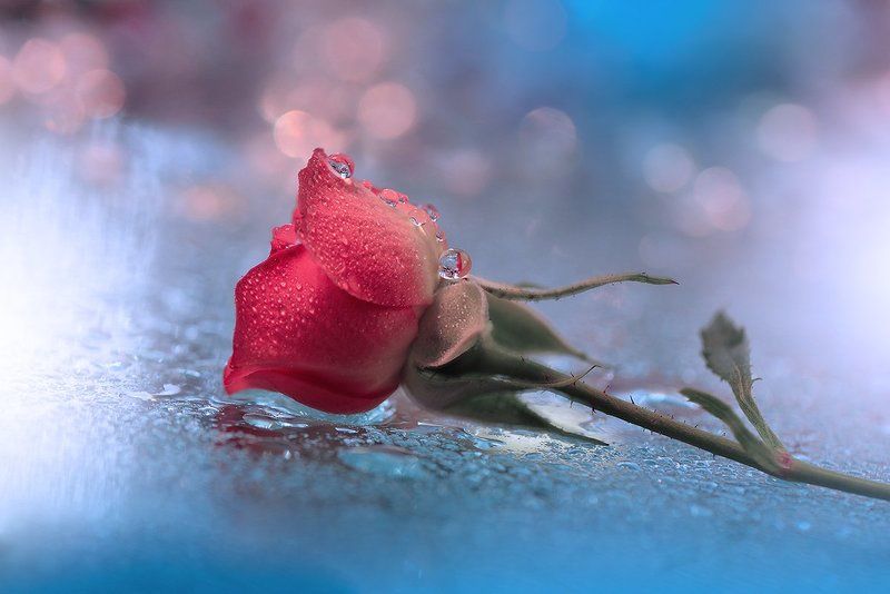 Red Passion... фото превью