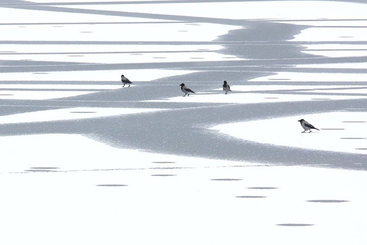 ворона, вороны, зима, природа, проталины, птица, птицы, снег, Алексей Королев