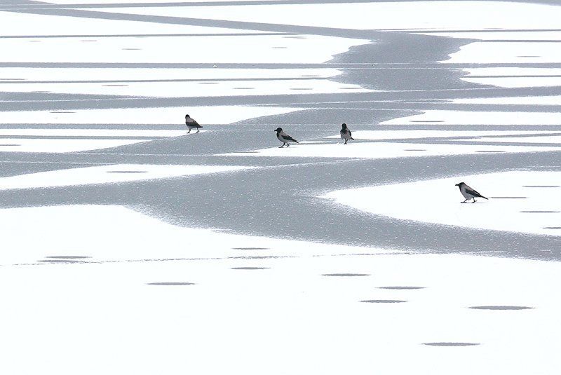 ворона, вороны, зима, природа, проталины, птица, птицы, снег Вороны на проталинах фото превью