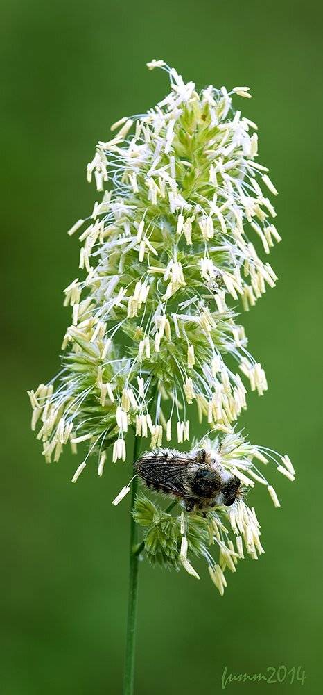 , Игорь ФУММ