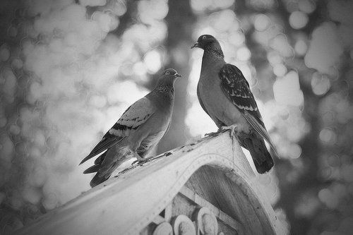 Птичий разговор