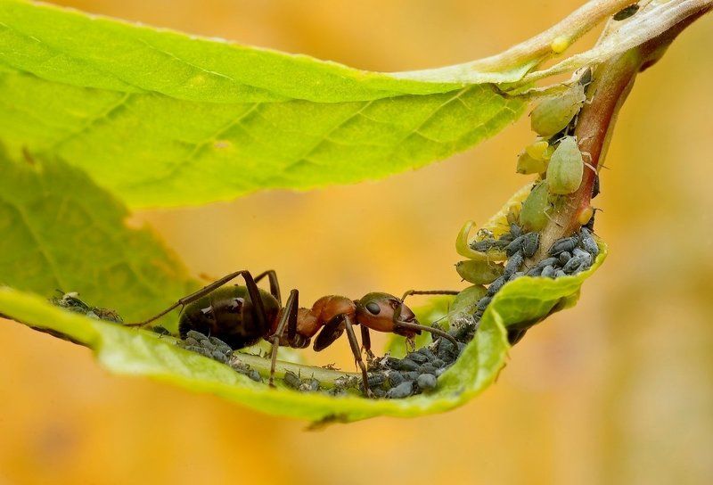 pod jednym dachem фото превью