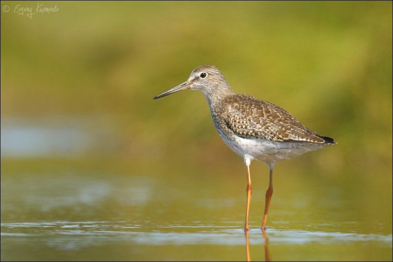 Птицы сахалина, Травник Травник фото превью