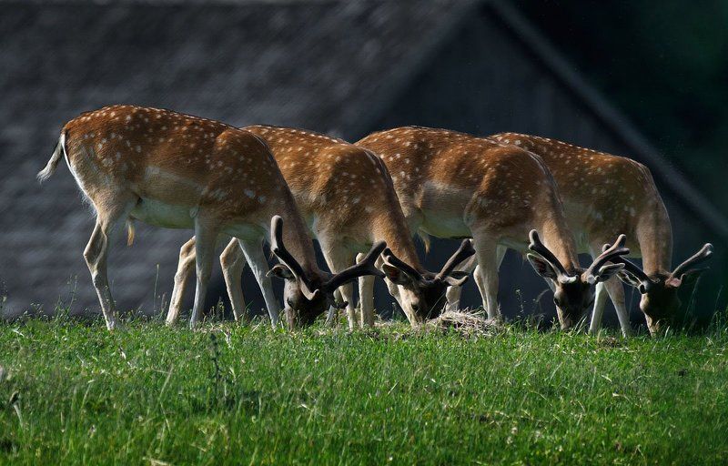 * * * фото превью