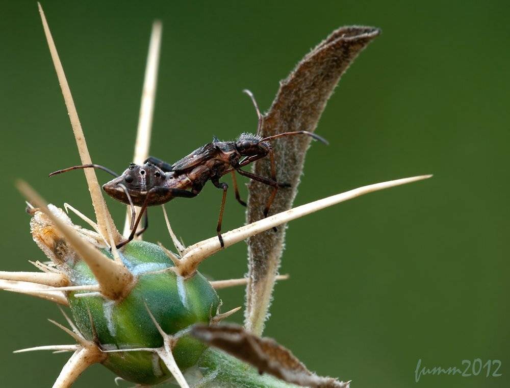 , Игорь ФУММ