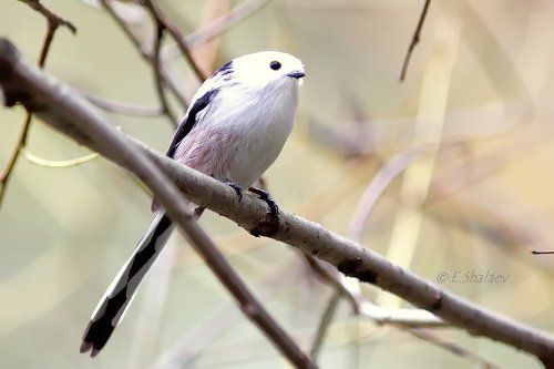 Long-tailed tit ,Длиннохвостая синица, или ополовник - Aegithalos caudatus