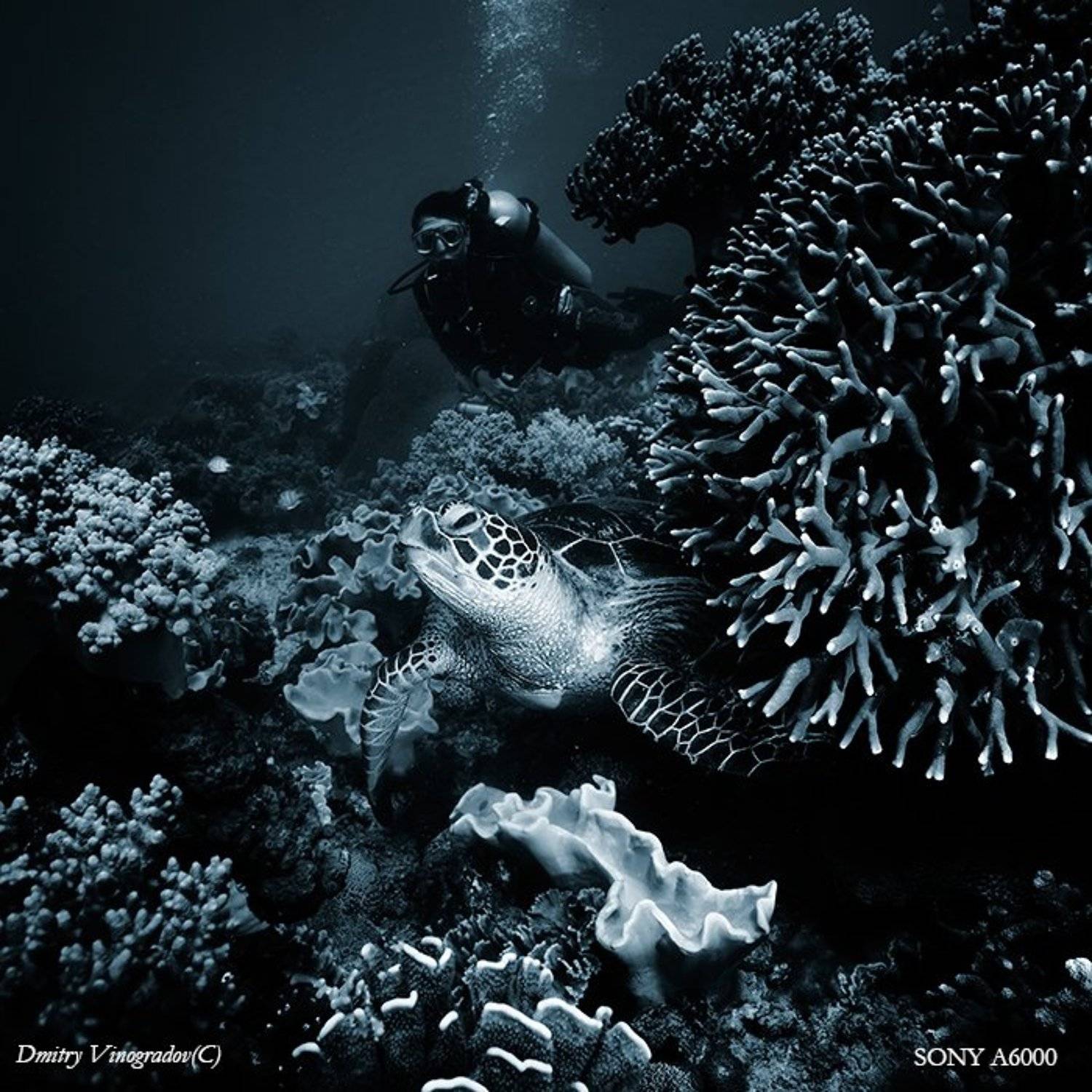 , Дмитрий Виноградов