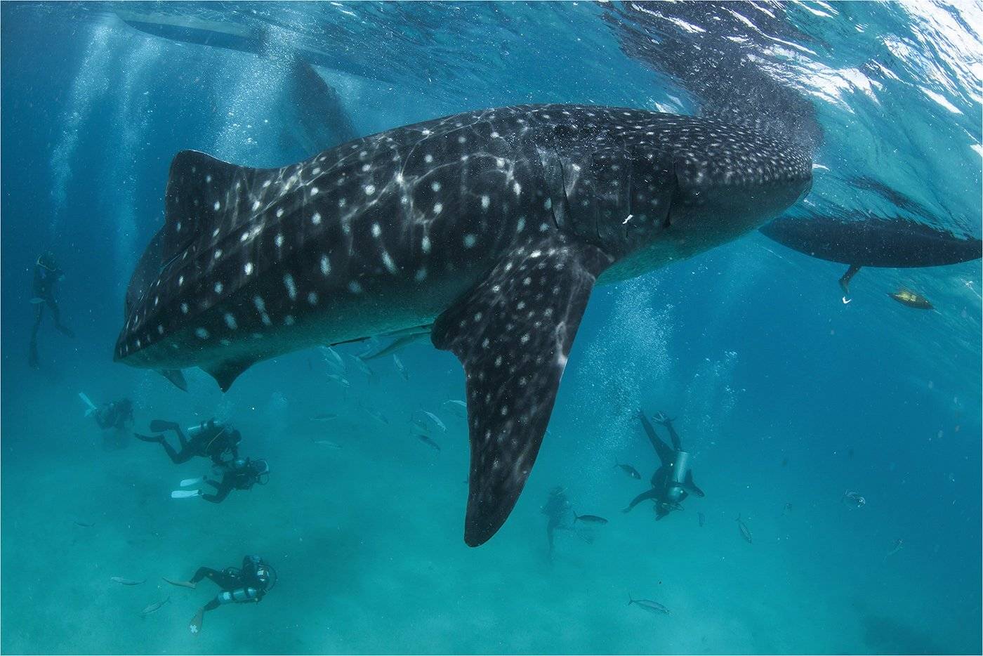 индийский океан, китовая акула, филиппины, Сергей Гаспарян