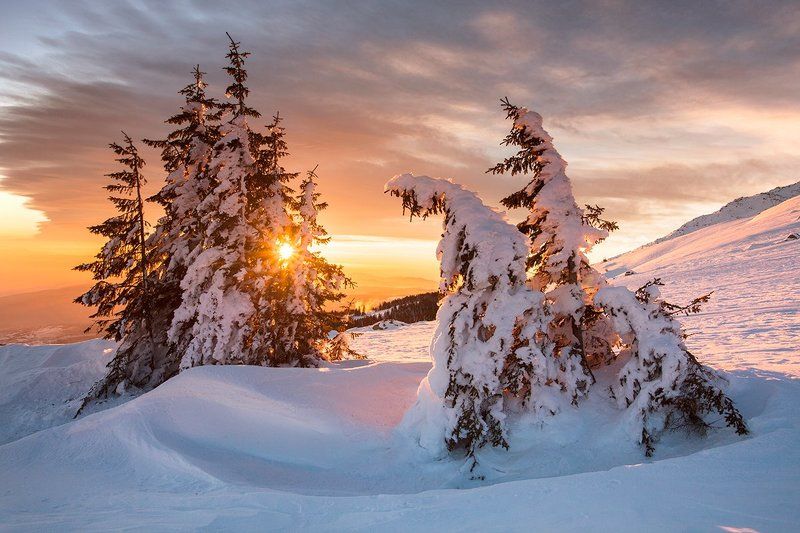 болгария, рассвет, витоша, зима Зимний Сон фото превью