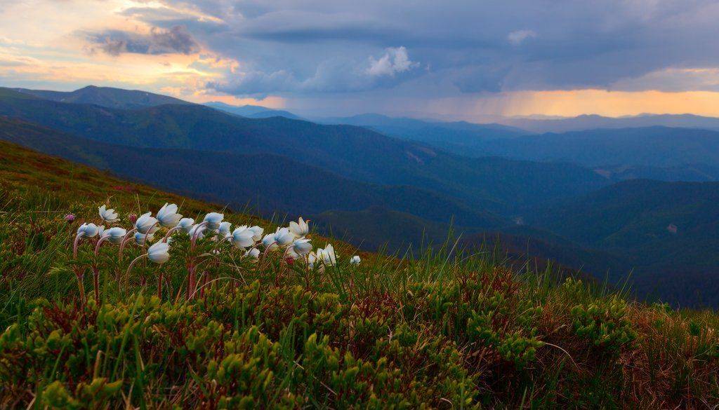 , Ярослав Тюрменко (Jaremi)