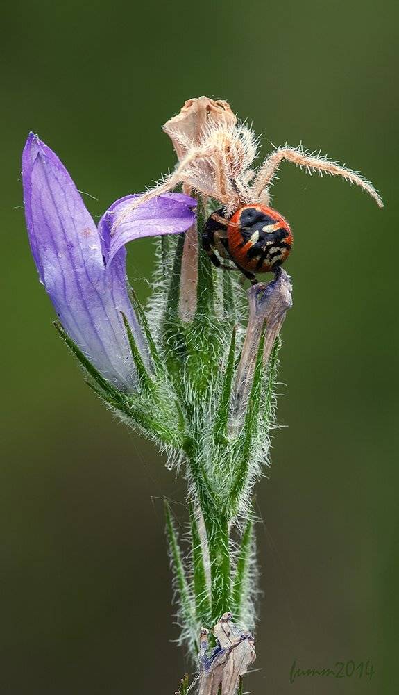 , Игорь ФУММ