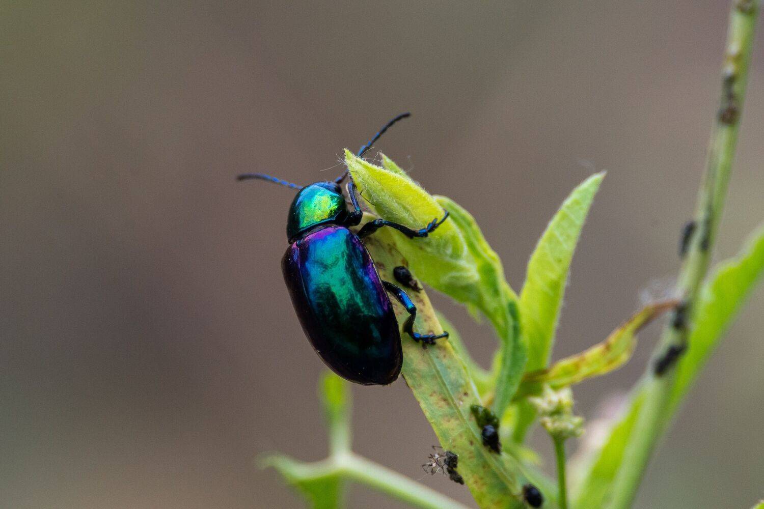 Chrysochares asiaticus, volgograd, russia, wildlife, , Сторчилов Павел