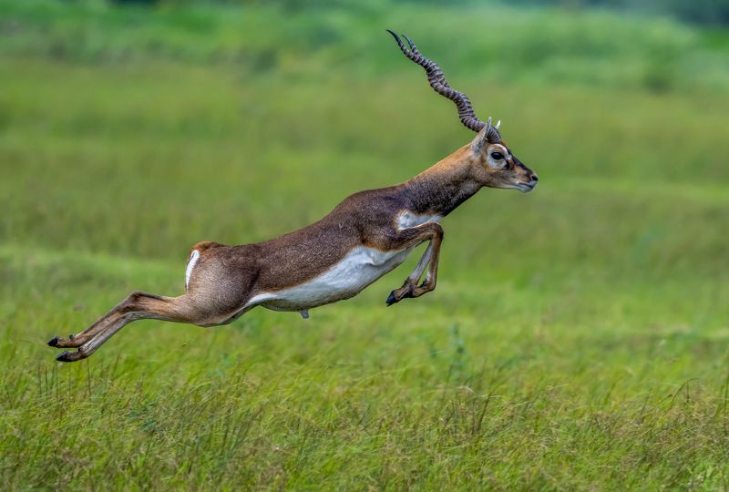 #mammals #widllife #animals Leaping in the air фото превью