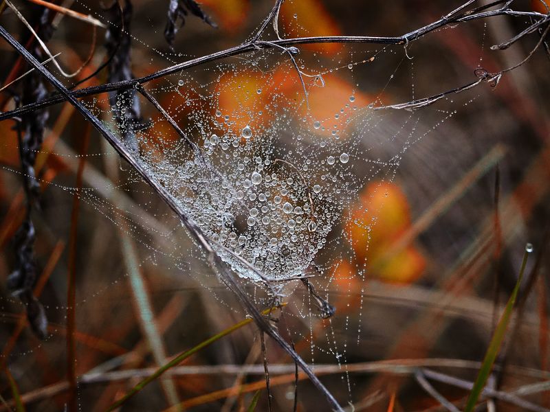Spider web фото превью