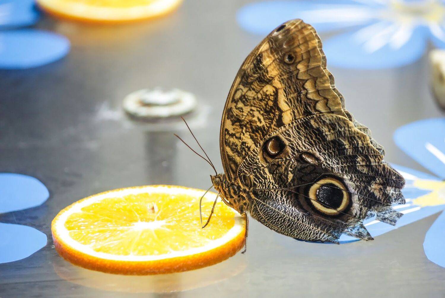 бабочка, КарОл