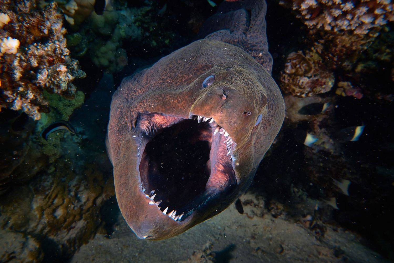 подводный мир, дайвинг, коралловый риф, рыбы, красное море, мурена, хищник, Pavel Perepechaev