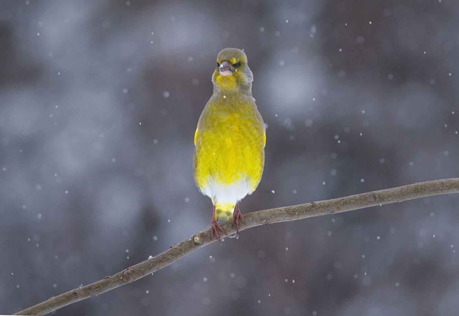 зеленушка,самец,снегопад, Иван