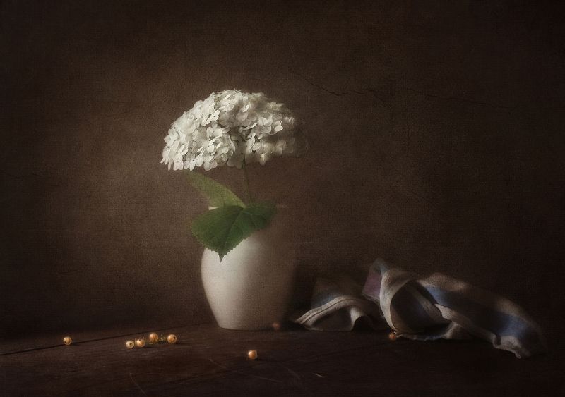 Гортензия и тишина фото превью