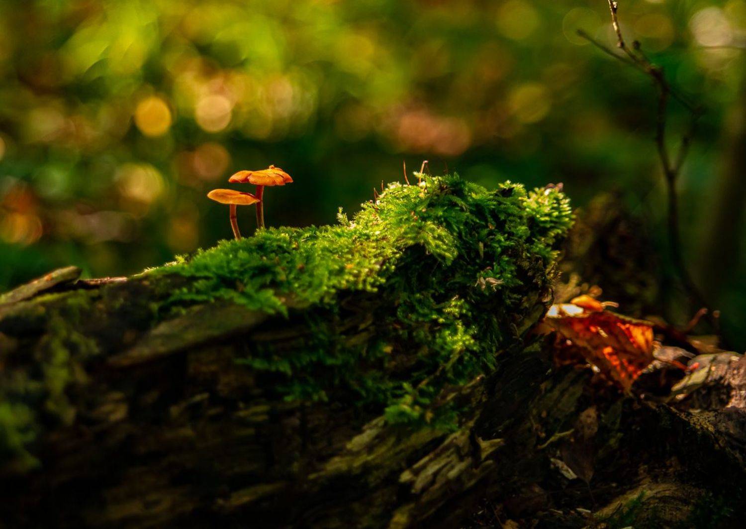 минимализм,природа, Виктор Парщиков