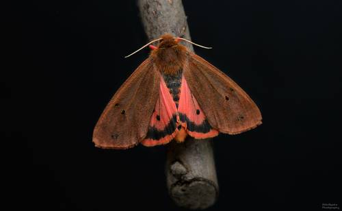 Медведица Бурая