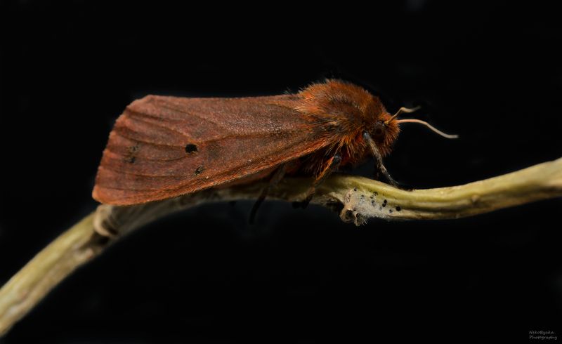 Медведица Бурая фото превью