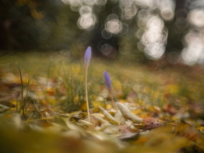 Осенью жить. фото превью