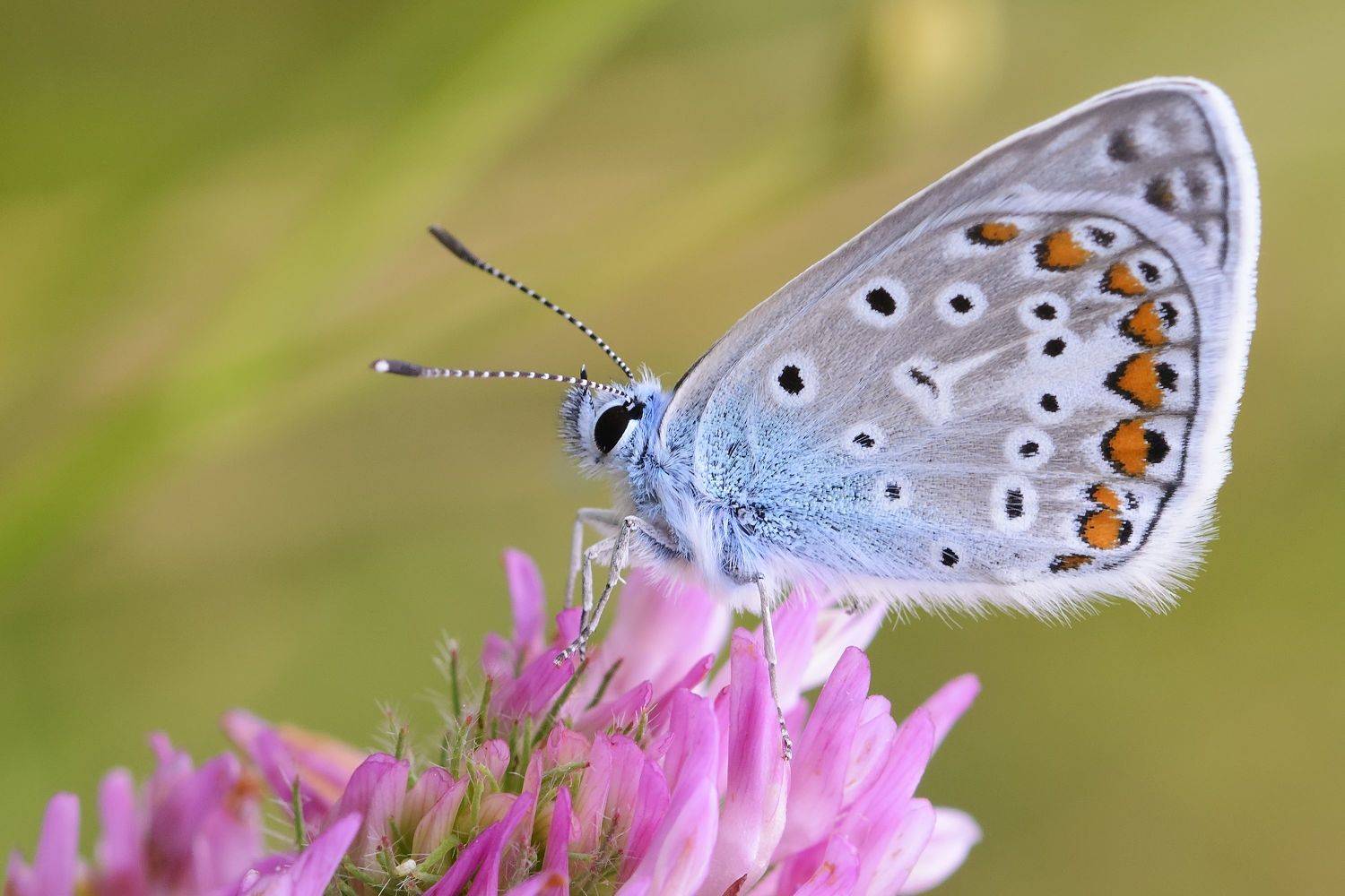 голубянки, lycaenidae, бабочка, утро, Павел Черенков