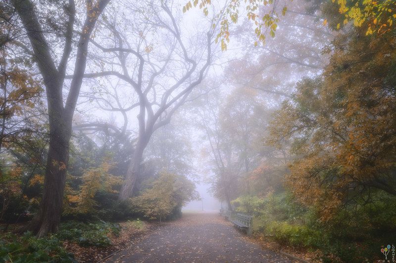 new york, October Fog in Fort Tryon Park фото превью