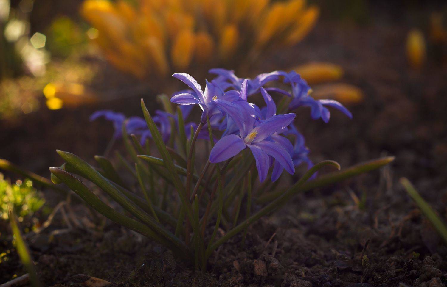 пролеска, подснежники, весна, цветы, Elena Hvojnova