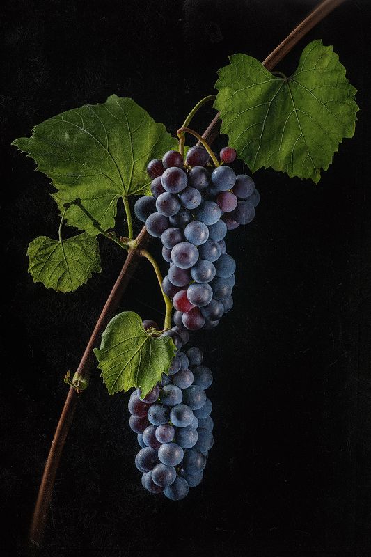 виноград, ягоды, флора, растения, синий Изабелла фото превью