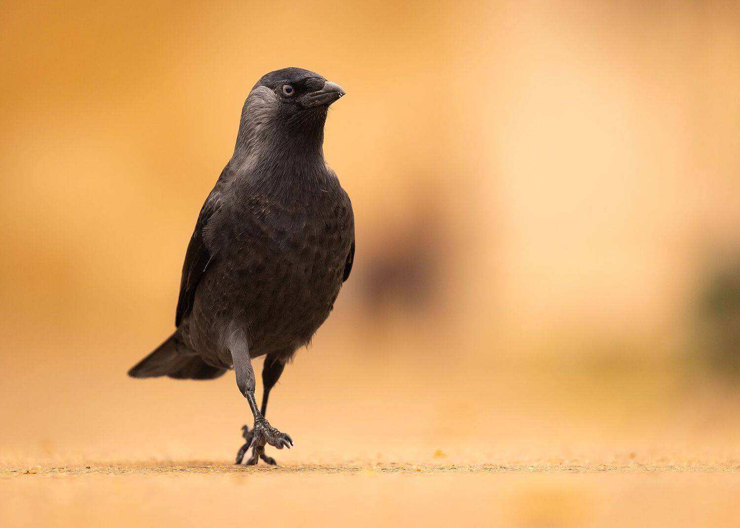 , Robert Adamec