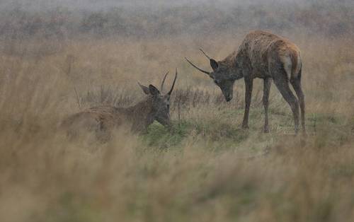 Red Deer in the rain