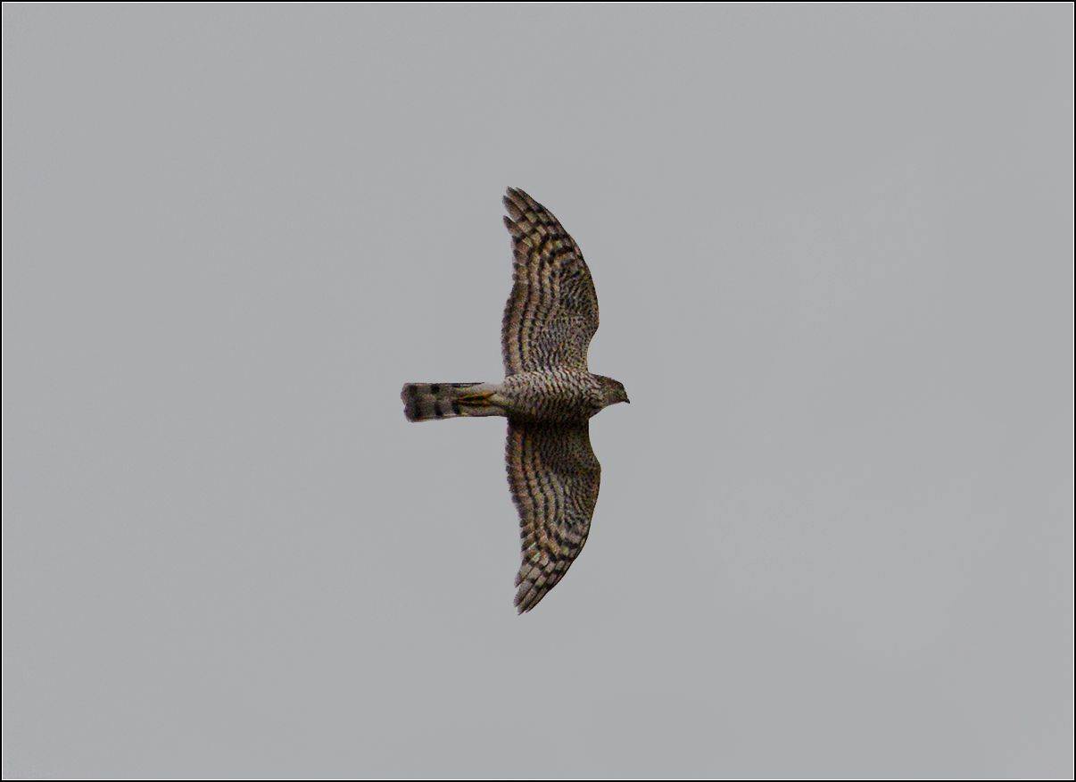 москва, парк, птица, АНАТОЛИЙ ДОВЫДЕНКО