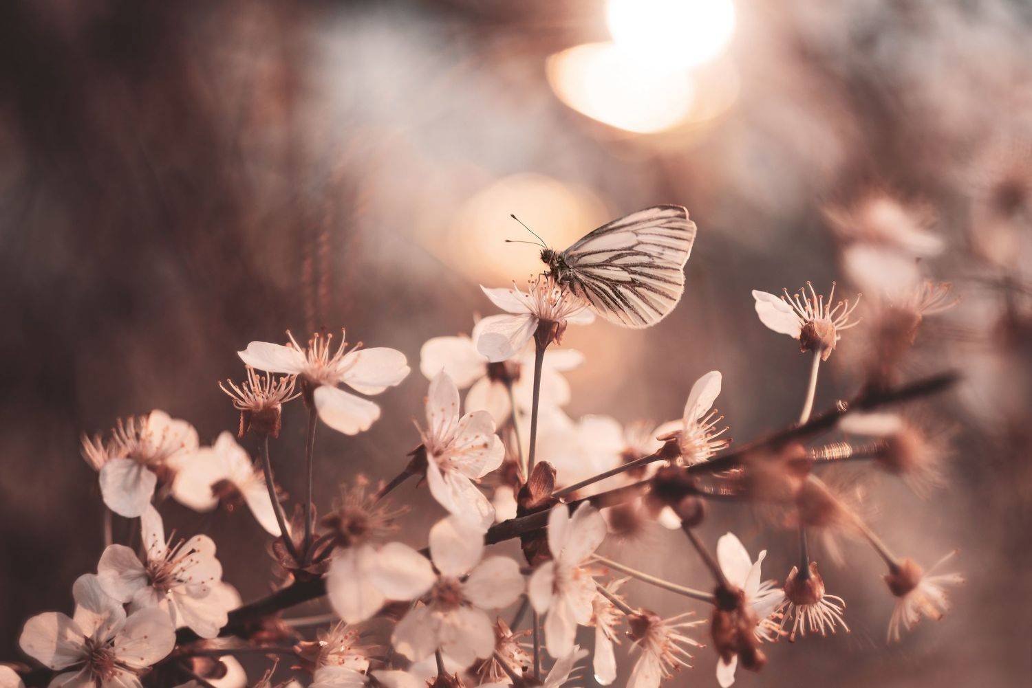 , Лапшина Владлена