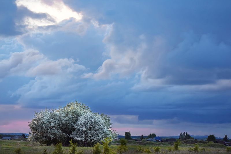 весна, пейзаж, яблоня в цвету, небо, тучи, челябинская область Весна фото превью