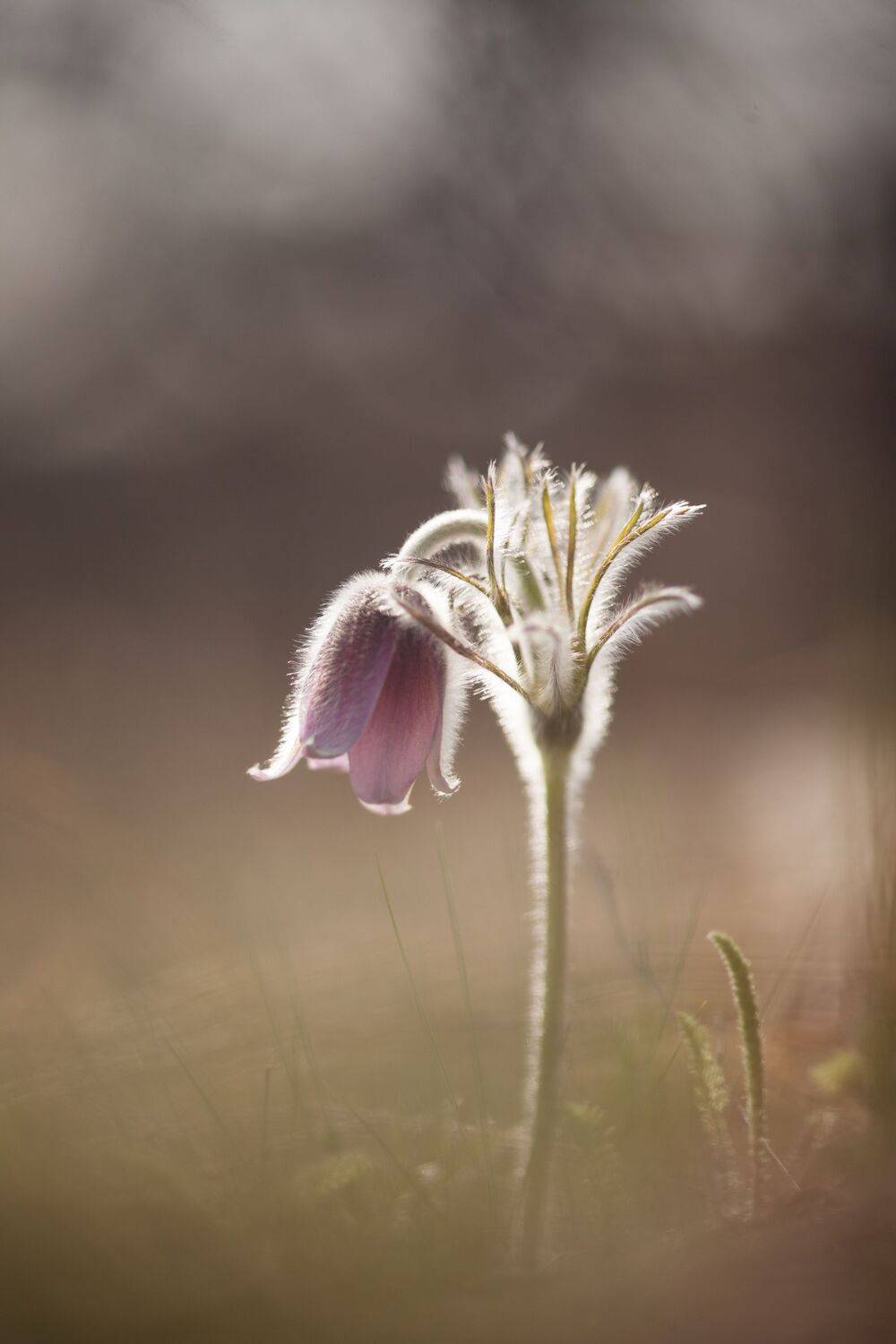 , Викулов Николай