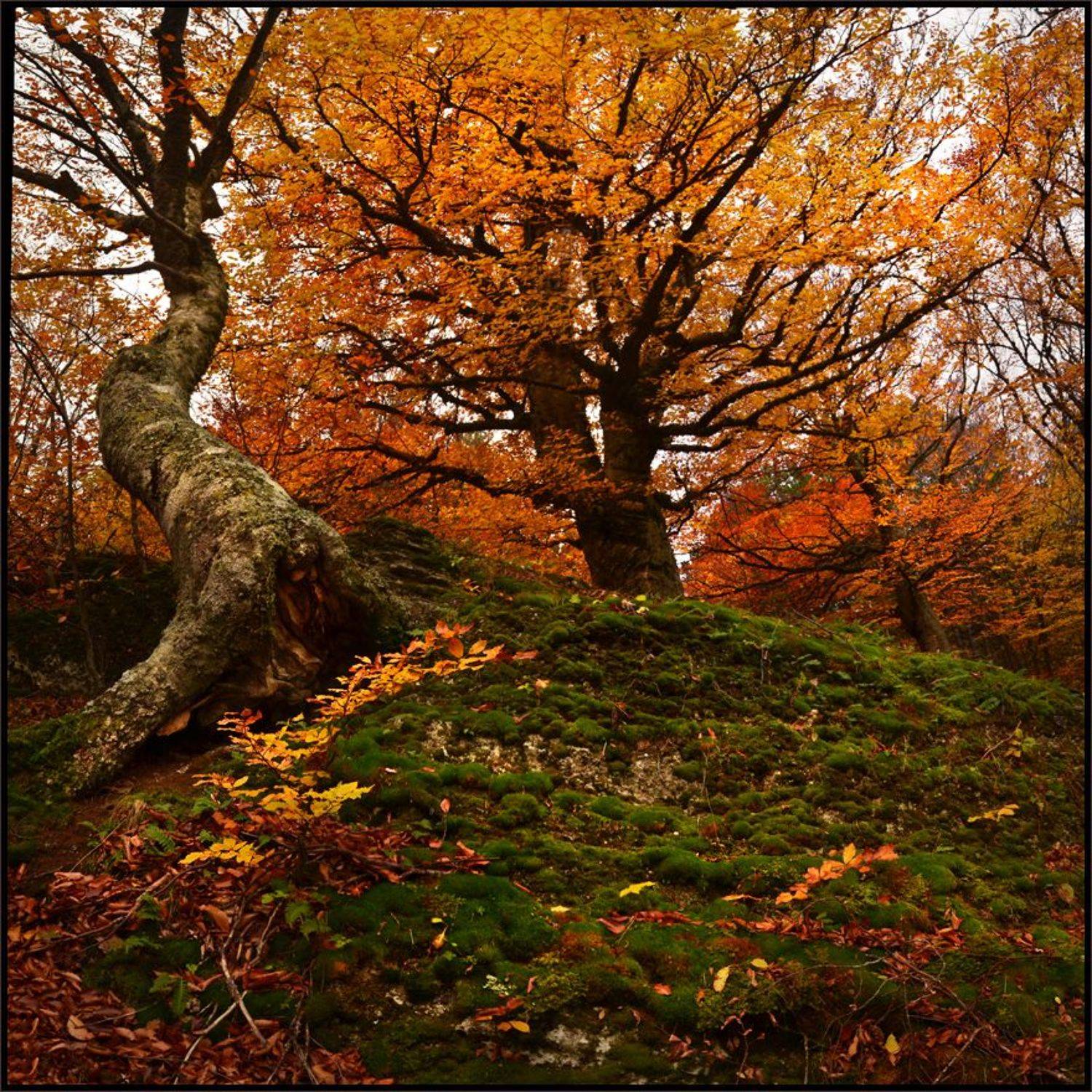 , Владимир Метцгер