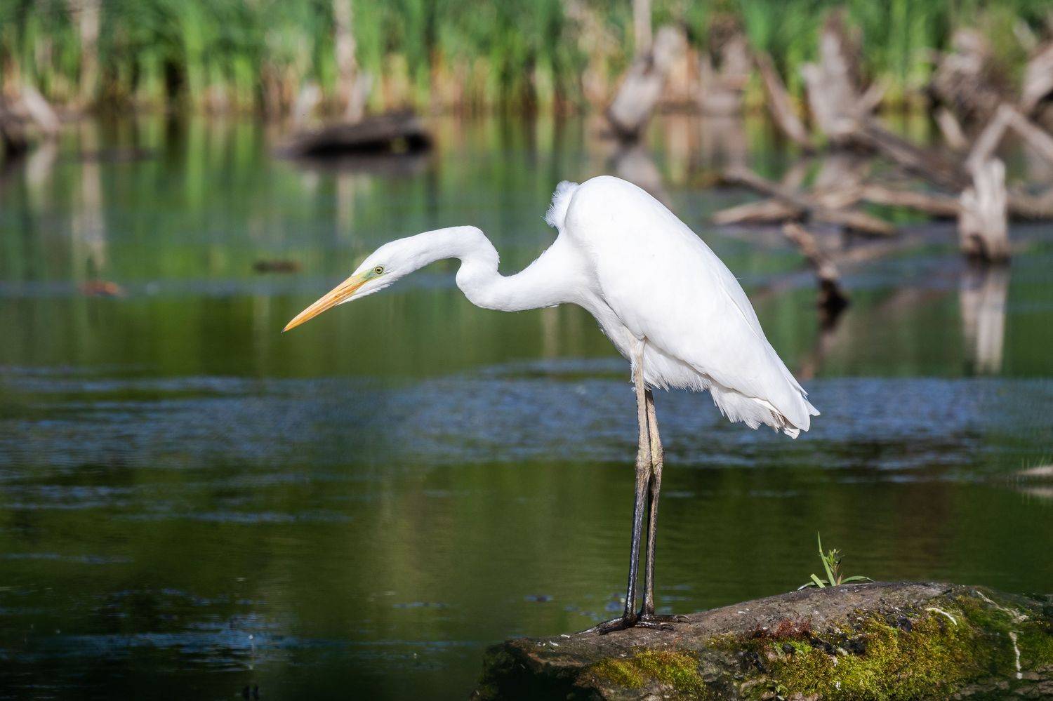 , Веревченко Михаил