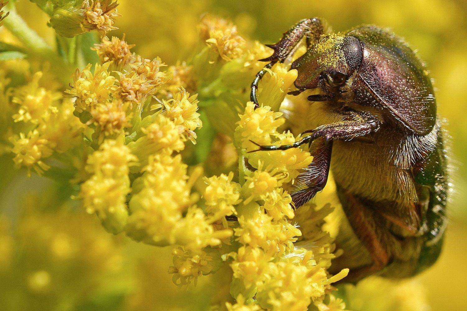, Корнейчук Игорь