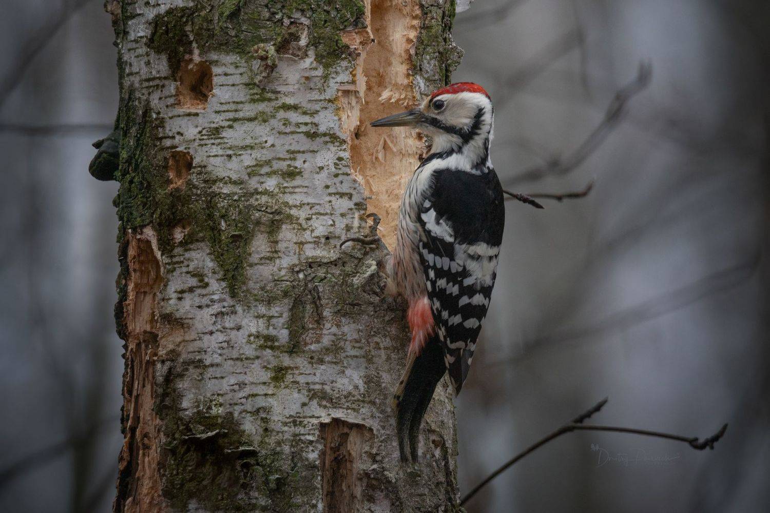 природа, лес, поля, огороды, животные, птицы, макро, Посевич Дмитрий