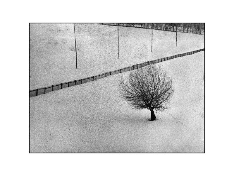 Забор И Дерево фото превью