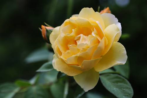 still life with strawberries