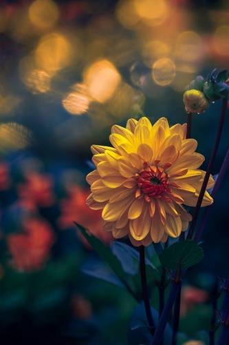 Dahlia