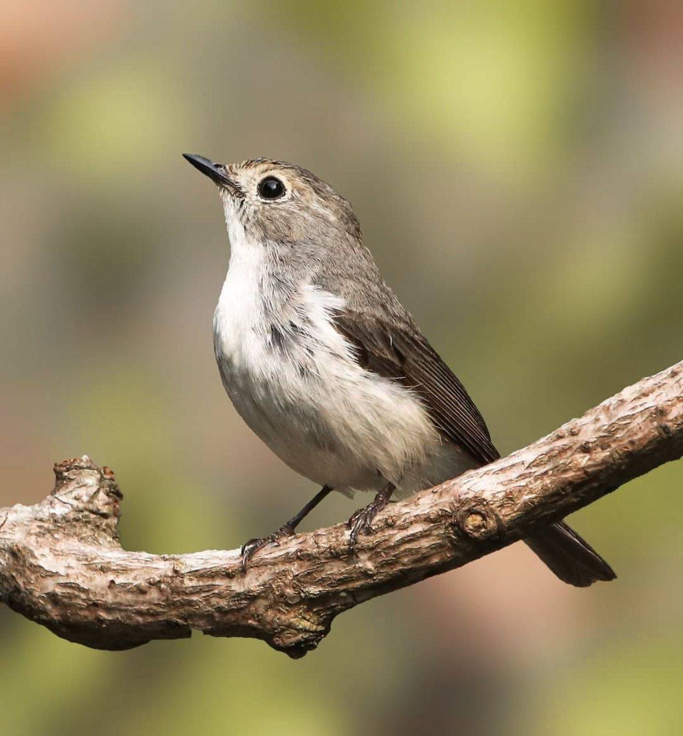 #Birds #Birding #Birdphotography, prasenjit sinha