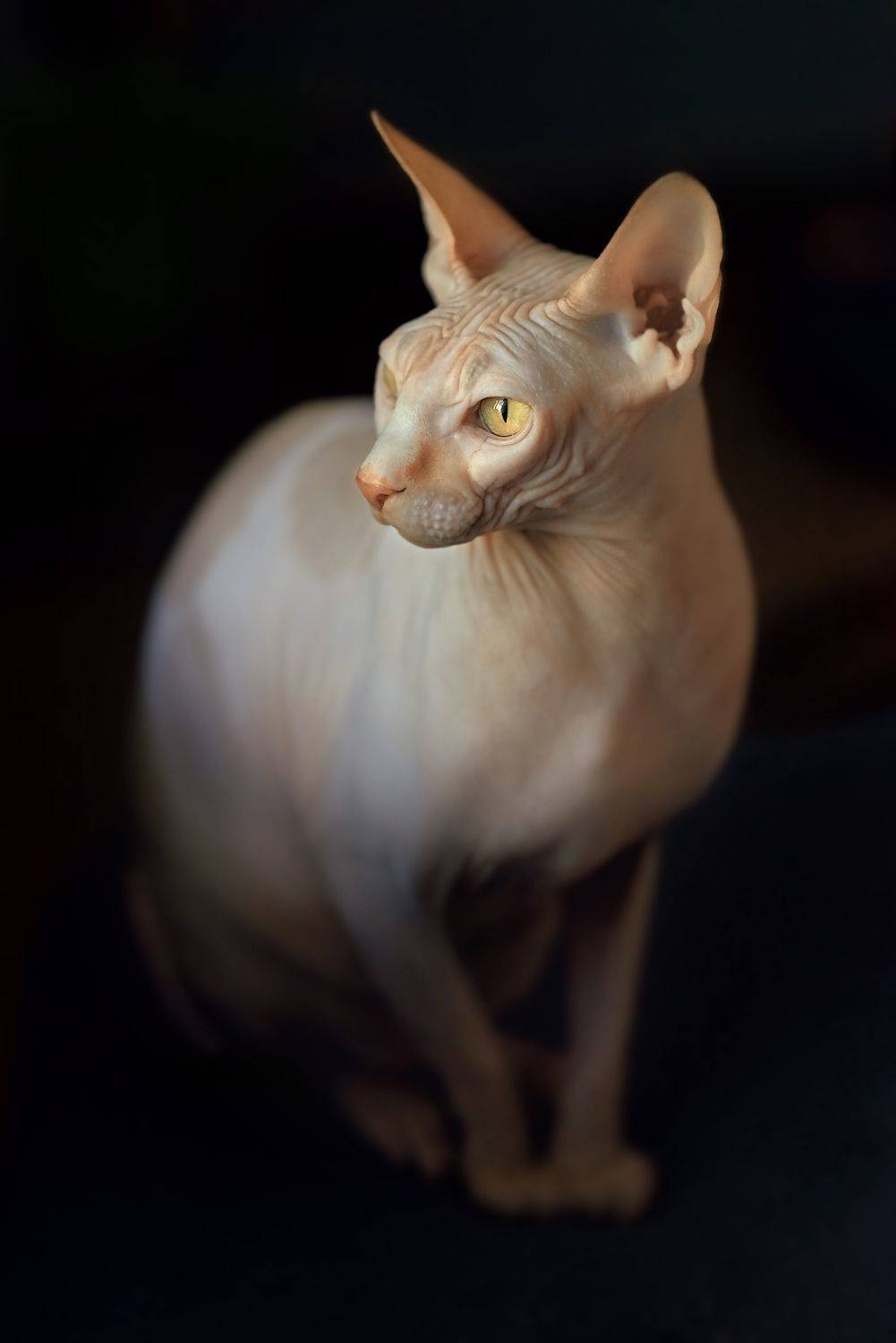 сфинкс кот кошка, Екатерина Глебова