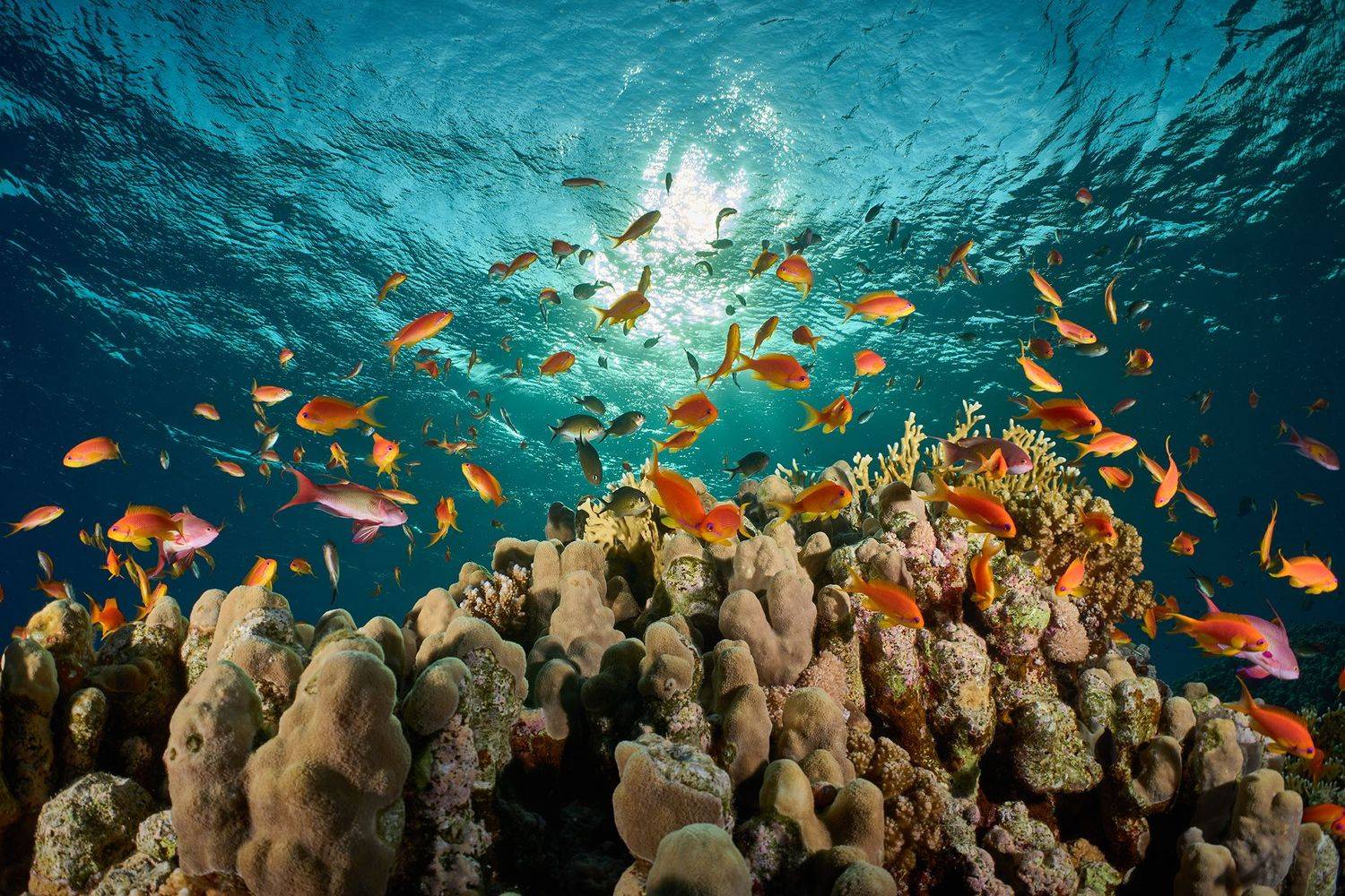 подводный мир, дайвинг, подводная съемка, коралловый риф, рыбы, рыбки, псевдоантисы, Перепечаев Павел