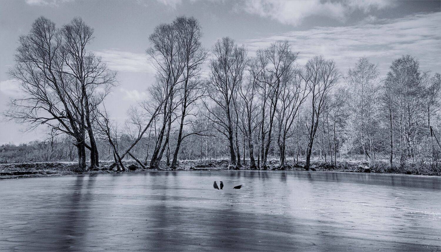 лёд деревья птицы, Вера Петри