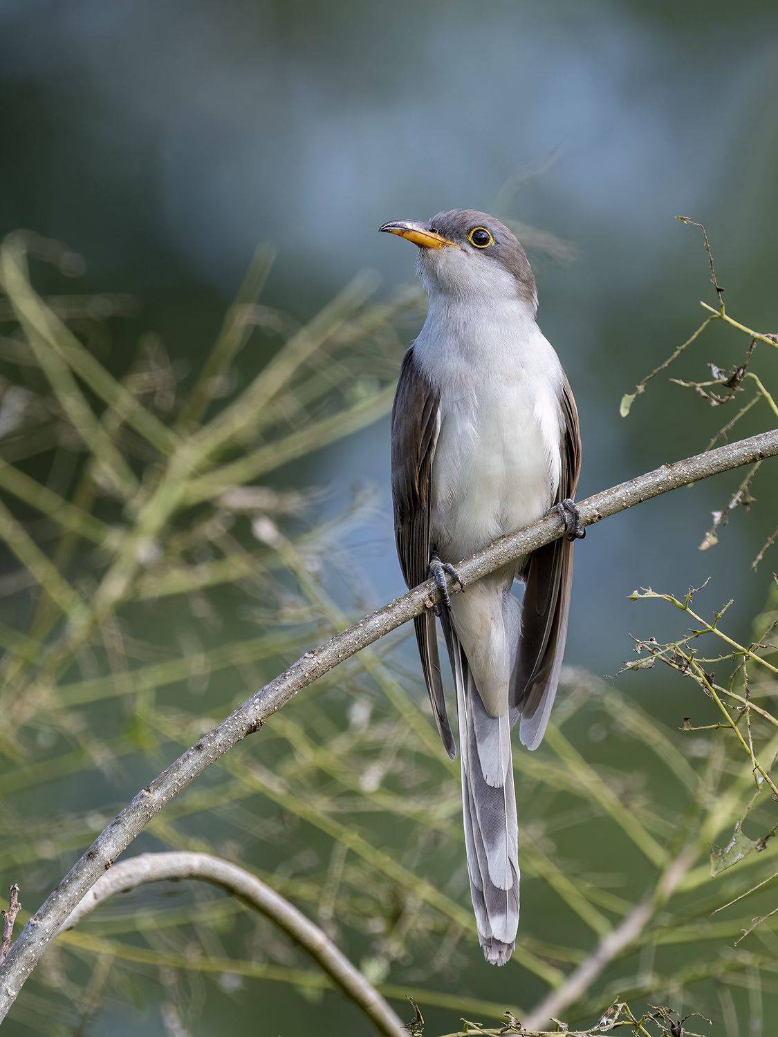 , Burgalin Sequeira Fernando