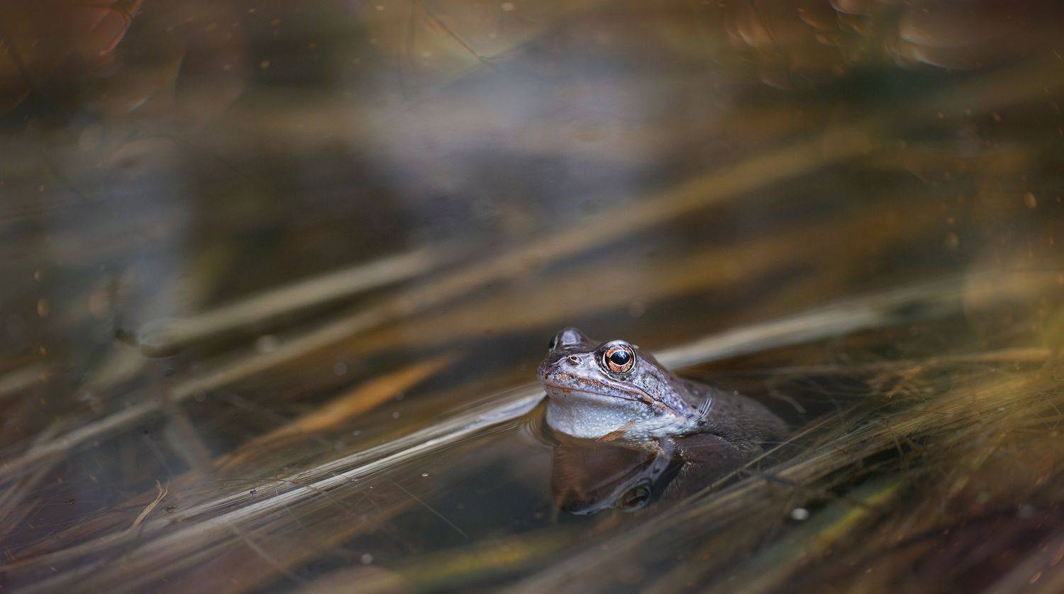 макро, природа, лес, macro, forest, frog, nature, Мария Обидина