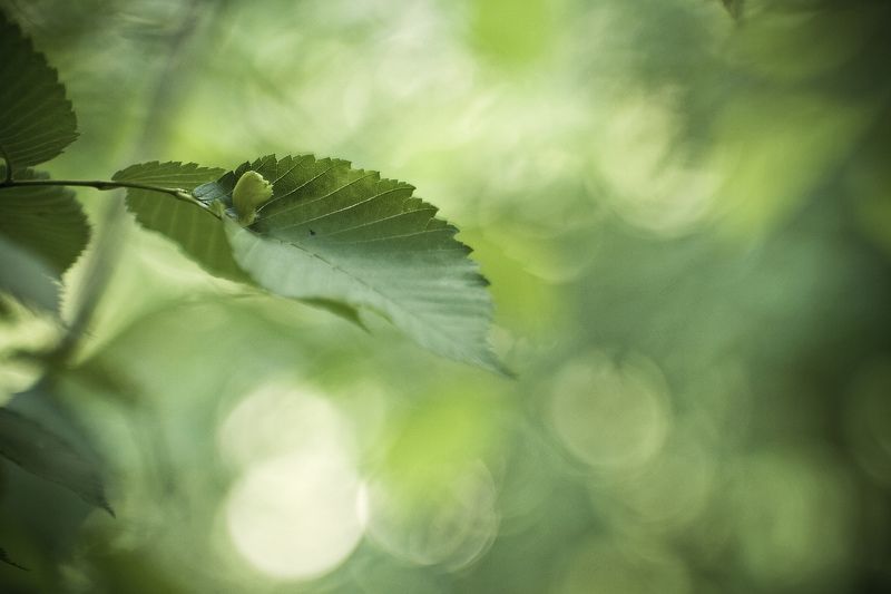 Листочек фото превью